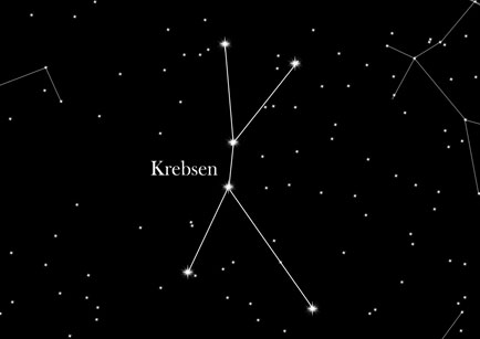 stjernekonstellation krebs